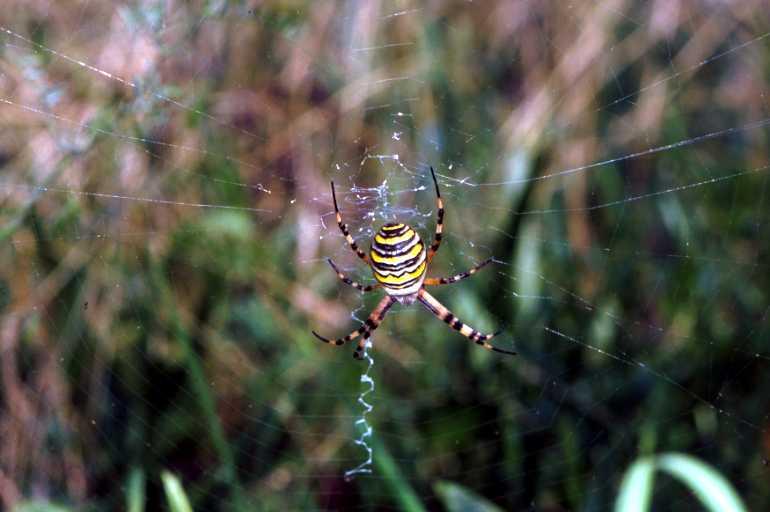 Argiope_bruennichi_P1459_Z_82_Les Gris_Frankrijk.jpg